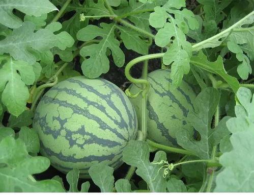 韩城吃瓜的梗,揭秘网络热梗背后的故事