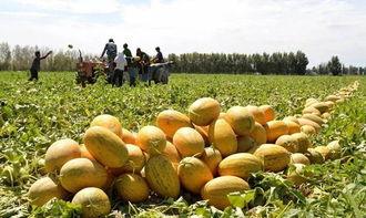 去瓜州吃哈密瓜,哈密瓜的甜蜜诱惑