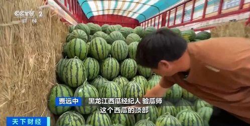 晴天吃瓜嘎嘎香,夏日里的甜蜜诱惑