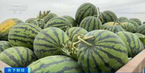 晴天吃瓜嘎嘎香,夏日里的甜蜜诱惑