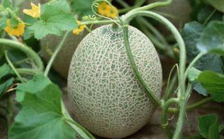 吃哈密瓜能喝牛奶吗,搭配饮用指南