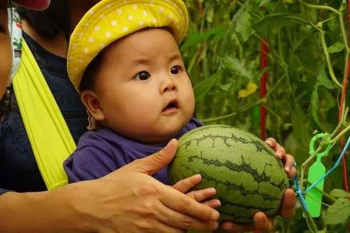 子长吃瓜,揭秘娱乐圈的甜蜜与苦涩