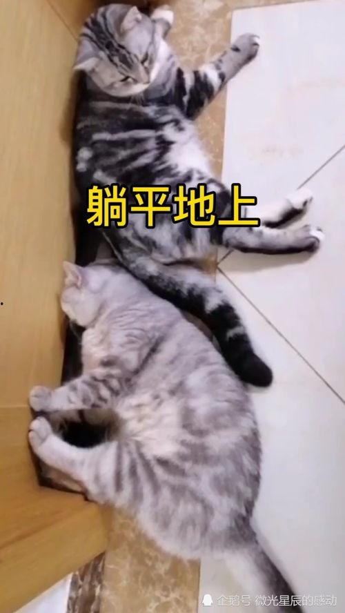 靠吃瓜躺平啦小说,揭秘网络小说中的另类生活态度