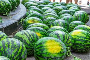 莲雾吃瓜,夏日消暑新风尚