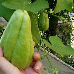 佛手瓜外皮有刺可以吃吗,佛手瓜刺皮可食用揭秘