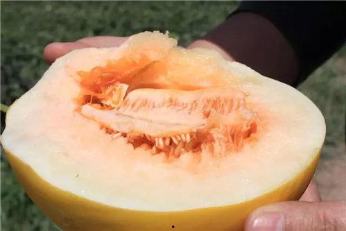 在家吃蜜瓜视频,在家轻松享受夏日甜蜜时光