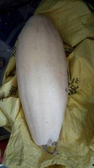 吃瓜大白27,一场关于瓜农生活的深度对话