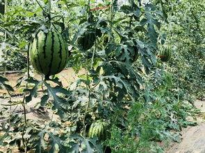 舒华上班吃瓜,揭秘职场小趣事