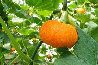 上海吃瓜文化,揭秘沪上独特的社交文化现象