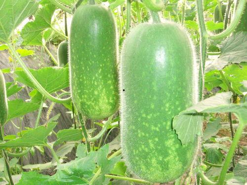 吃瓜大乐滋,揭秘瓜界美食传奇