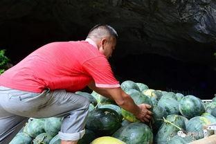 湖南郴州笑着吃瓜,瓜田里的欢乐时光