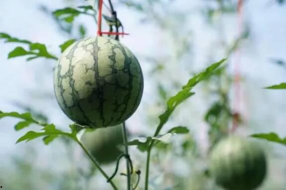 山东卖楼吃瓜 第3张 山东卖楼吃瓜 第3张