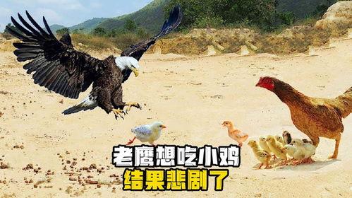 老鹰吃小鸡吃瓜图片搞笑