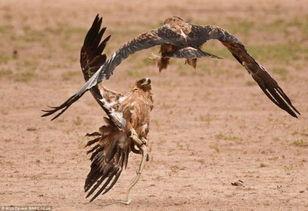 老鹰吃小鸡吃瓜图片搞笑 第2张 老鹰吃小鸡吃瓜图片搞笑 第2张