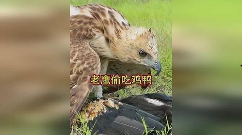 老鹰吃小鸡吃瓜图片搞笑 第3张 老鹰吃小鸡吃瓜图片搞笑 第3张