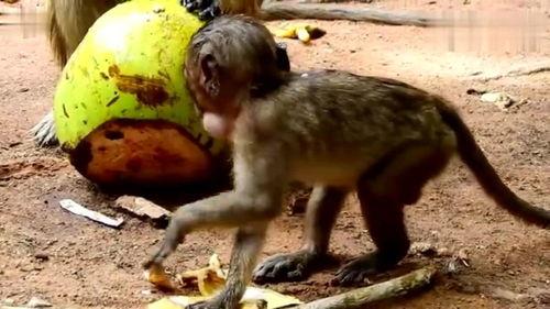 猴子吃椰瓜,森林中的美味邂逅  第2张