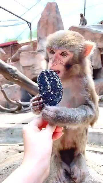 猴子吃椰瓜,森林中的美味邂逅  第3张