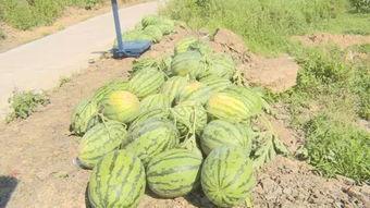 400页吃瓜,娱乐圈幕后真相全解析 第3张 400页吃瓜,娱乐圈幕后真相全解析 第3张