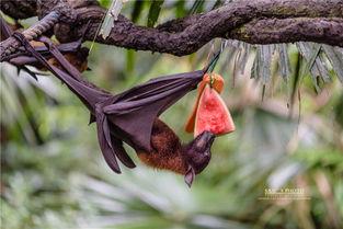 蝙蝠吃瓜种吗  第2张