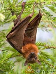 蝙蝠吃瓜种吗  第3张