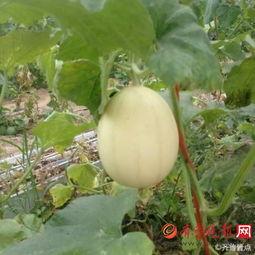 吃梨瓜的文案短句,尽享夏日清凉  第2张