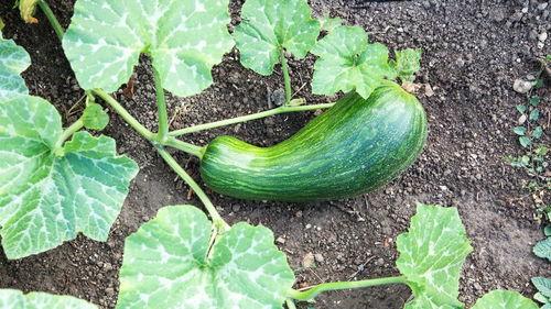 咳嗽瓠瓜可以吃吗,瓠瓜能否成为食疗佳选？