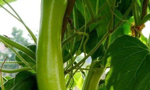 咳嗽瓠瓜可以吃吗,瓠瓜能否成为食疗佳选？  第3张