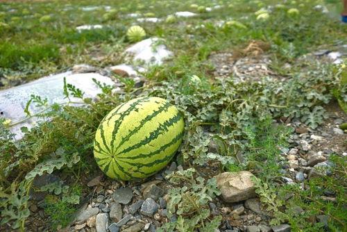 吃瓜刚摘的新瓜图片真实