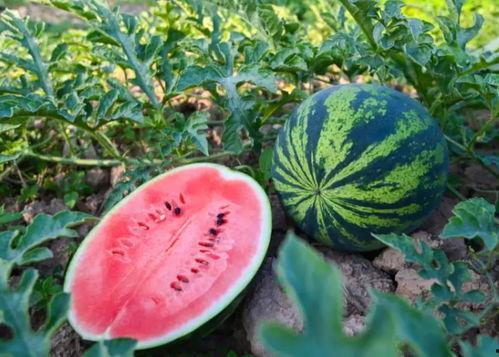 吃瓜刚摘的新瓜图片真实