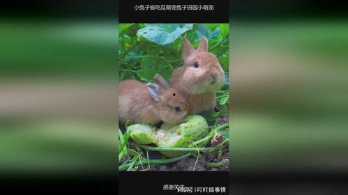 兔兔可以吃的瓜,盘点适合兔子的各种瓜类美味  第1张