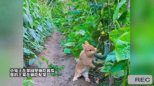 兔兔可以吃的瓜,盘点适合兔子的各种瓜类美味  第3张