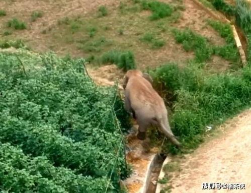 小象在南泥湾吃瓜视频,萌态十足引网友热议  第3张