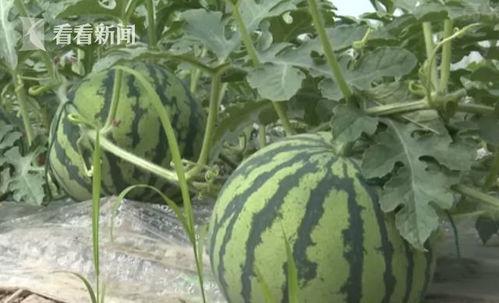 张师傅吃瓜  第3张