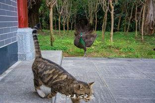 吃瓜的肥猫,笑谈世间百态  第1张