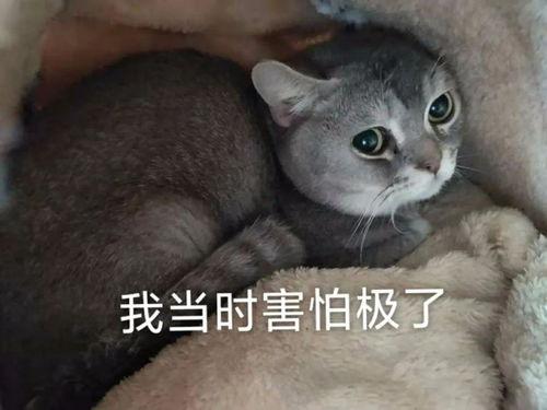 吃瓜的肥猫,笑谈世间百态  第3张