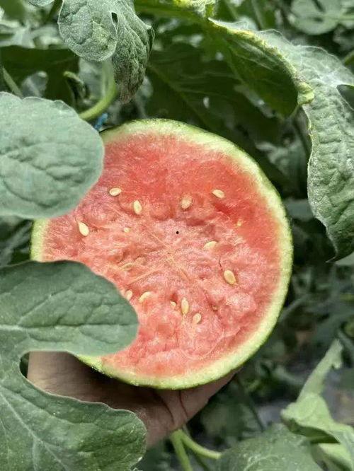 左各庄吃瓜  第3张