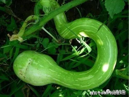 蛇瓜可连皮吃吗  第2张