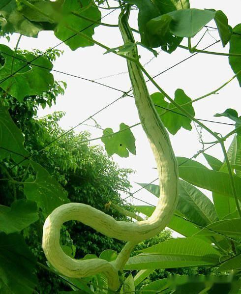 蛇瓜可连皮吃吗  第3张