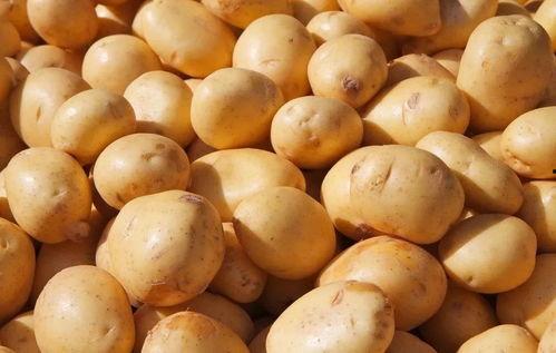 大土豆吃麻瓜视频  第3张