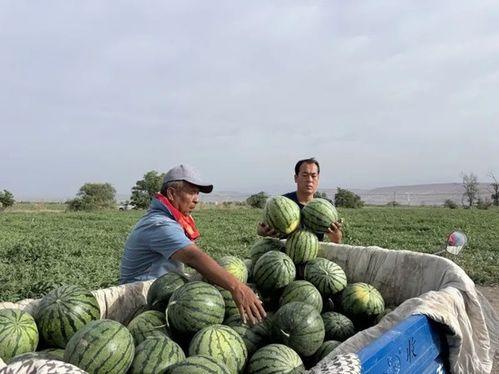 一个吃瓜游客,一场别开生面的旅游体验  第2张