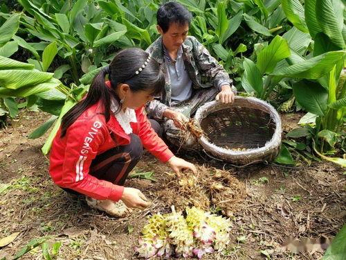 偃师新寨吃瓜,瓜果飘香，品味田园生活