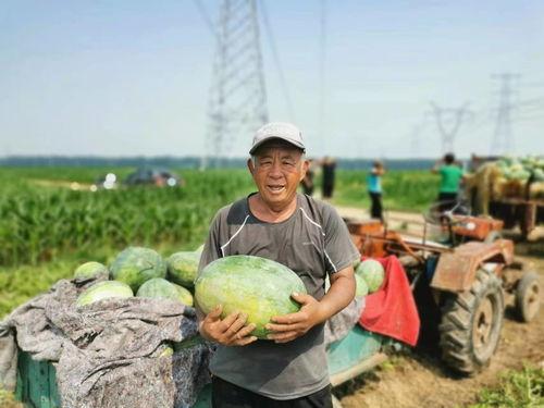 偃师新寨吃瓜,瓜果飘香，品味田园生活  第3张